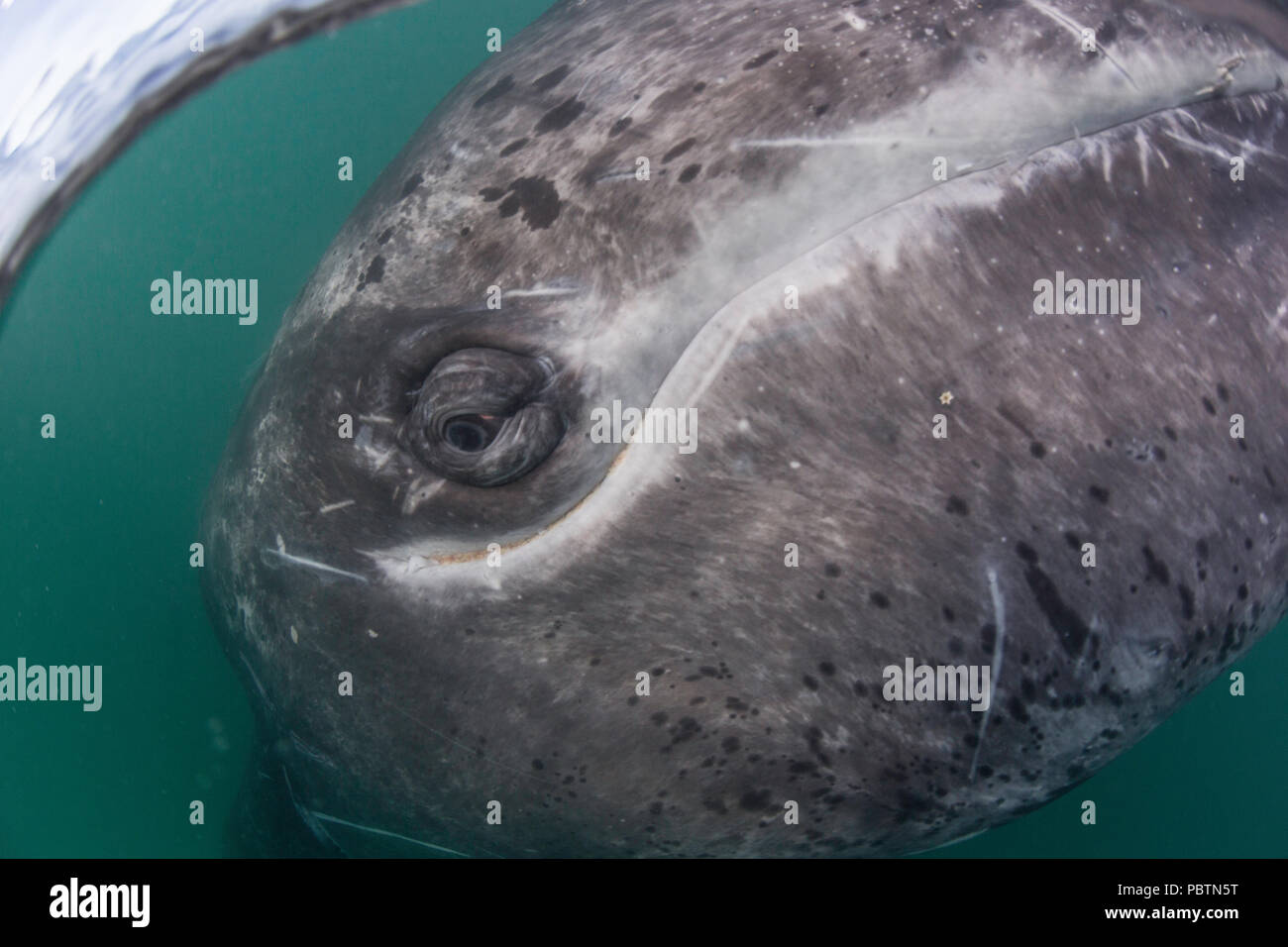 Baleine grise de Californie veau, Eschritius robustus, sous l'eau dans la lagune de San Ignacio, Baja California Sur, au Mexique. Banque D'Images