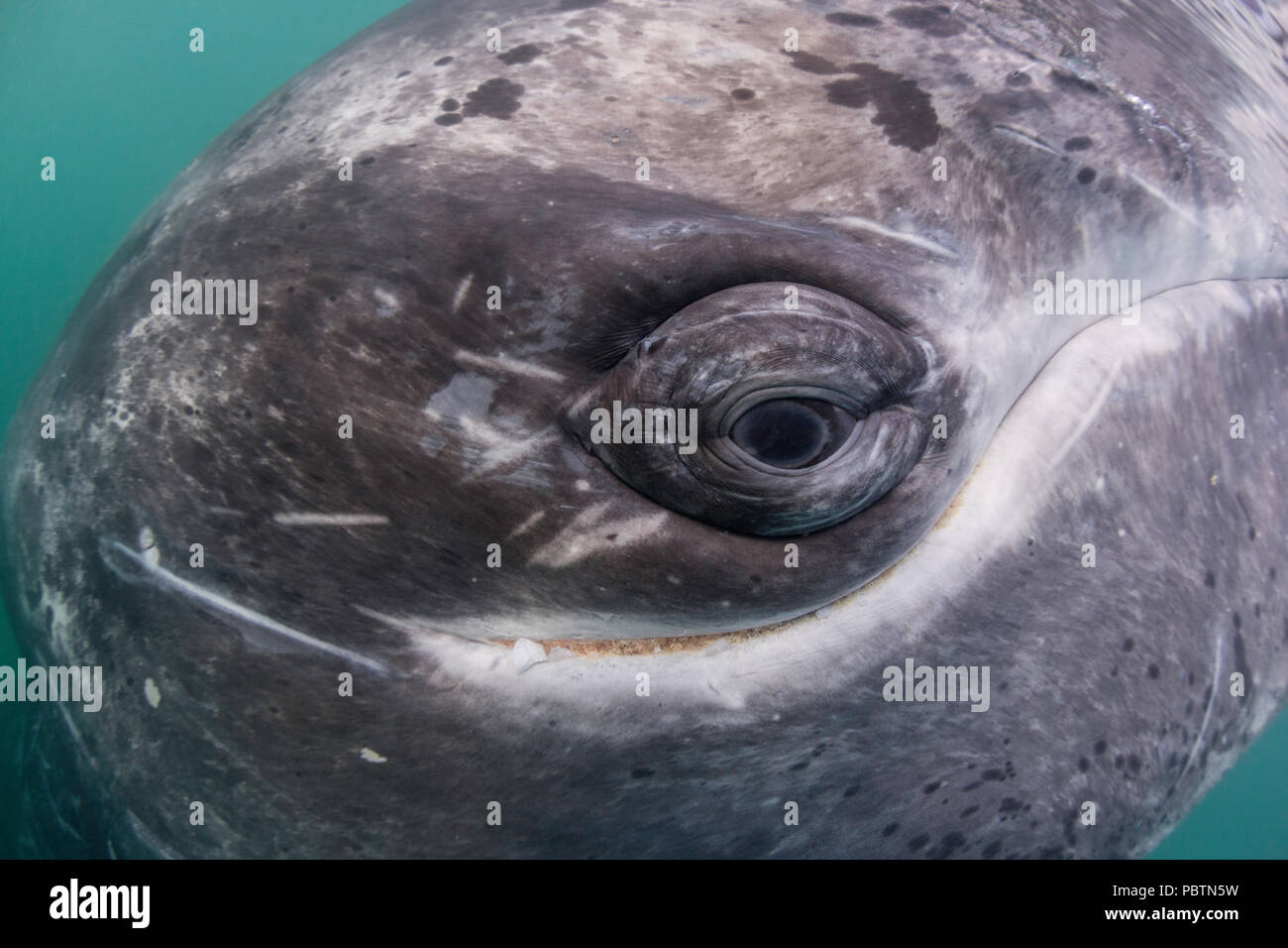 Baleine grise de Californie veau, Eschritius robustus, sous l'eau dans la lagune de San Ignacio, Baja California Sur, au Mexique. Banque D'Images