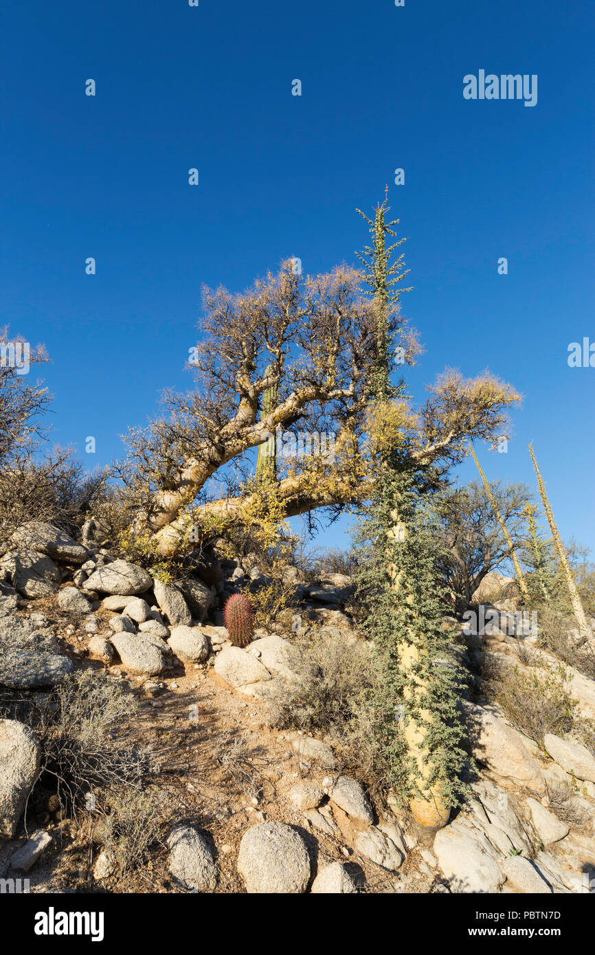 Arbre généalogique Boojum, Fouquieria columnaris, Rancho Santa Inez, Baja California, Mexique Banque D'Images