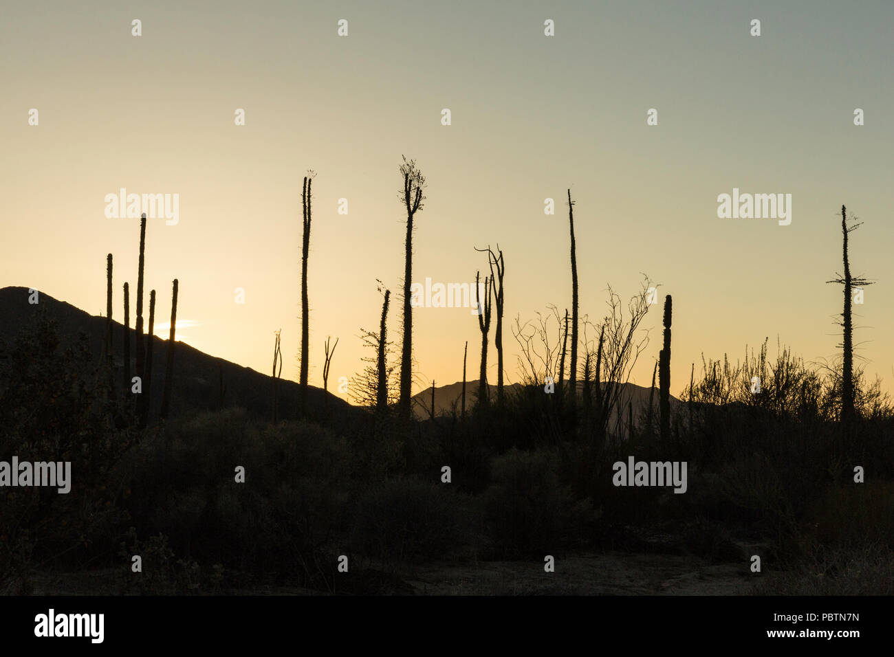 Arbre généalogique Boojum, Fouquieria columnaris, Cirio, Bahia de Los Angeles, Baja California, Mexique. Banque D'Images