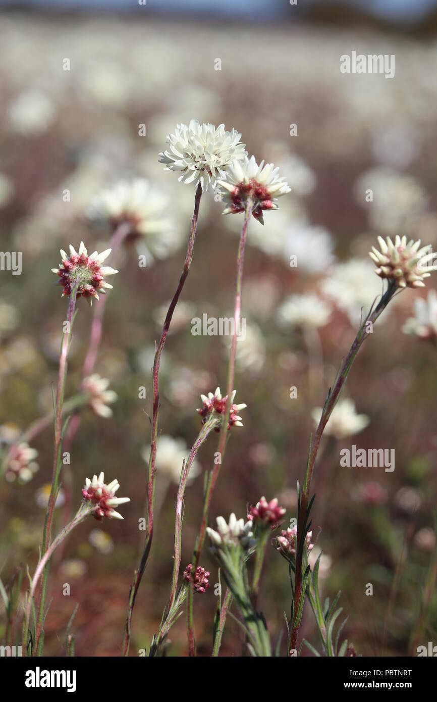 Fleurs sauvages dans l'ouest de l'Australie Banque D'Images