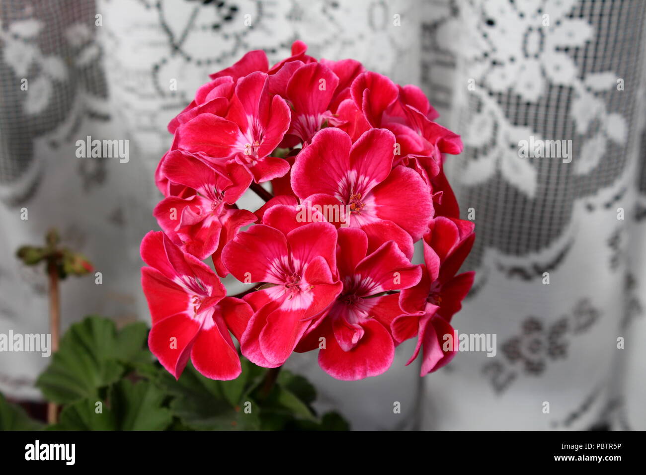 Grande fleur blanche à centre rouge Banque de photographies et d'images à  haute résolution - Alamy