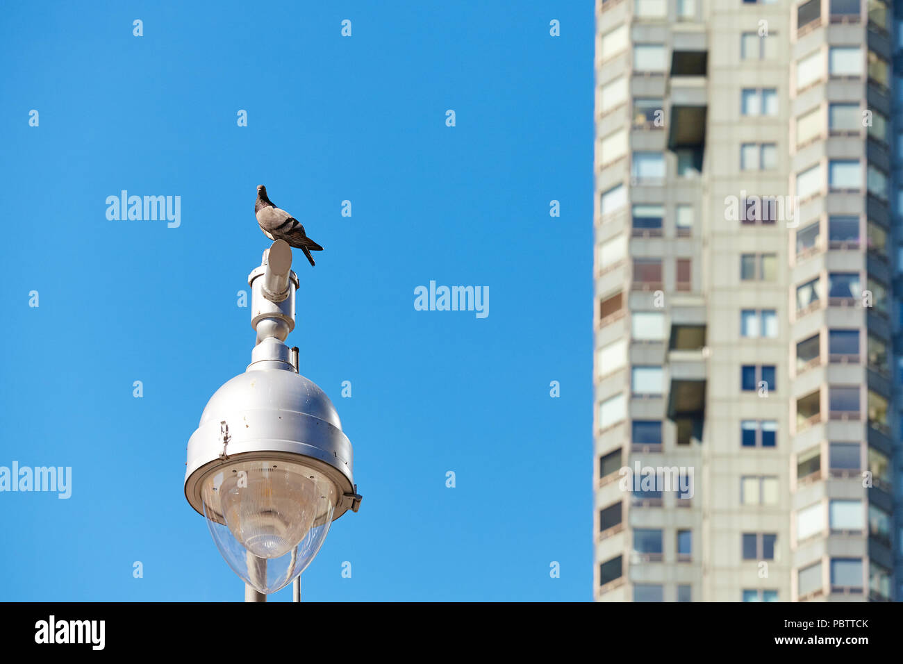 Pigeon sur un réverbère, troubles des capacités dans la distance. Banque D'Images Pigeon sur un réverbère, troubles des capacités dans la distance. Banque D'Images