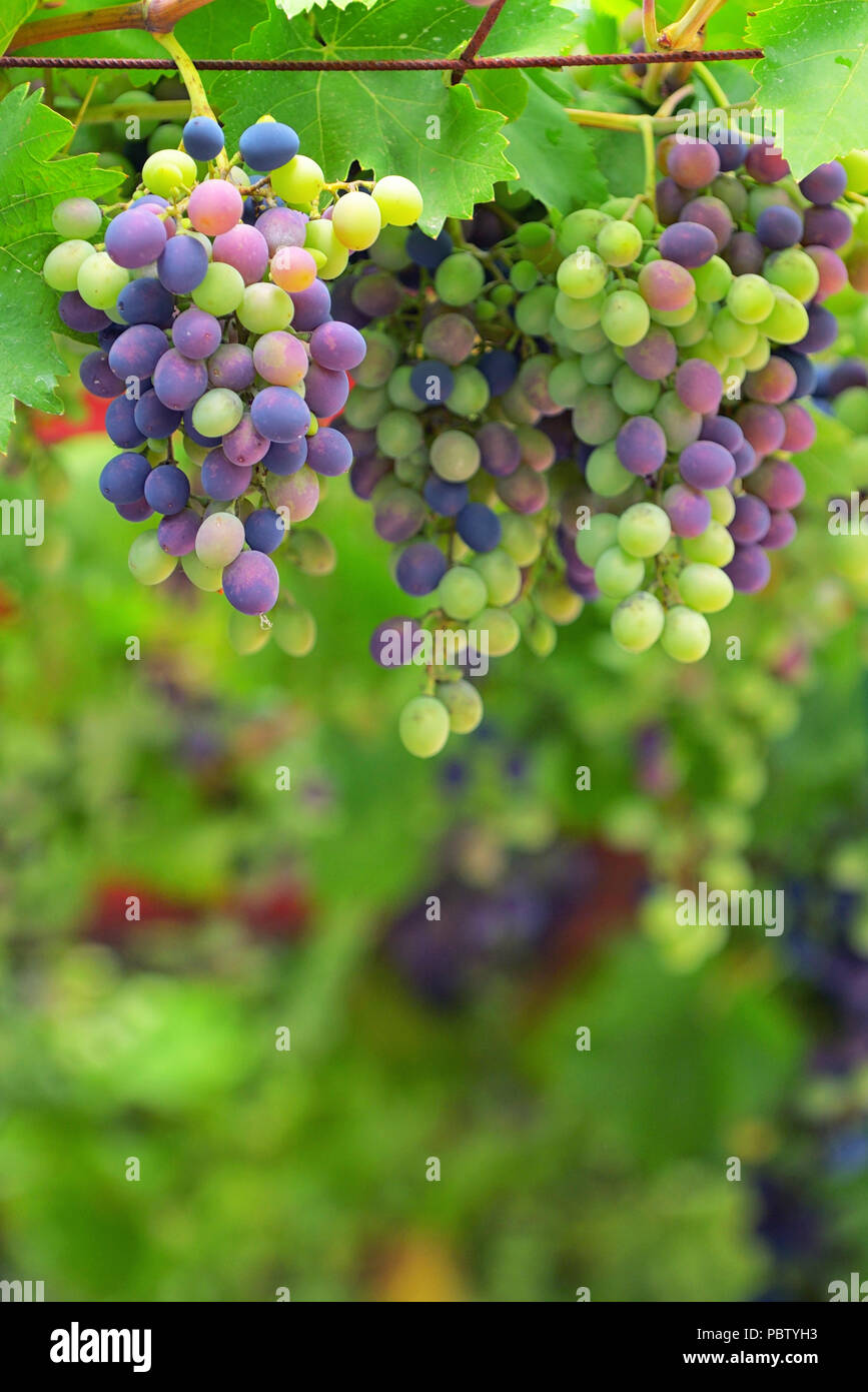 Les raisins ne sont pas mûrs et feuilles de vigne Banque D'Images