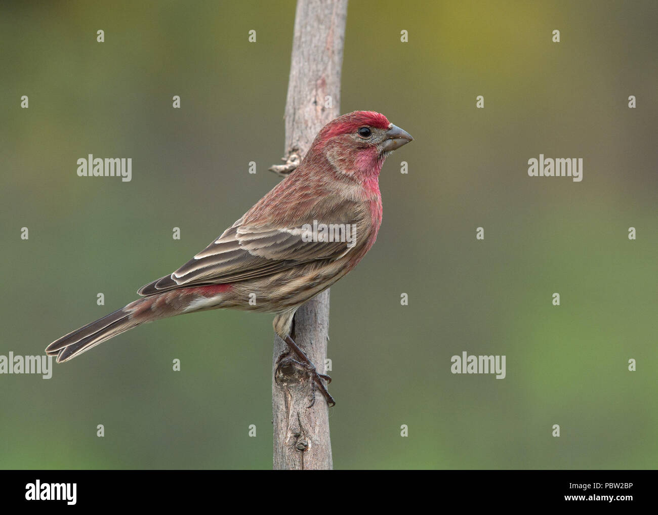 Mâle adulte Finch domestique (Haemorhous mexicanus) Sacramento County California USA Banque D'Images