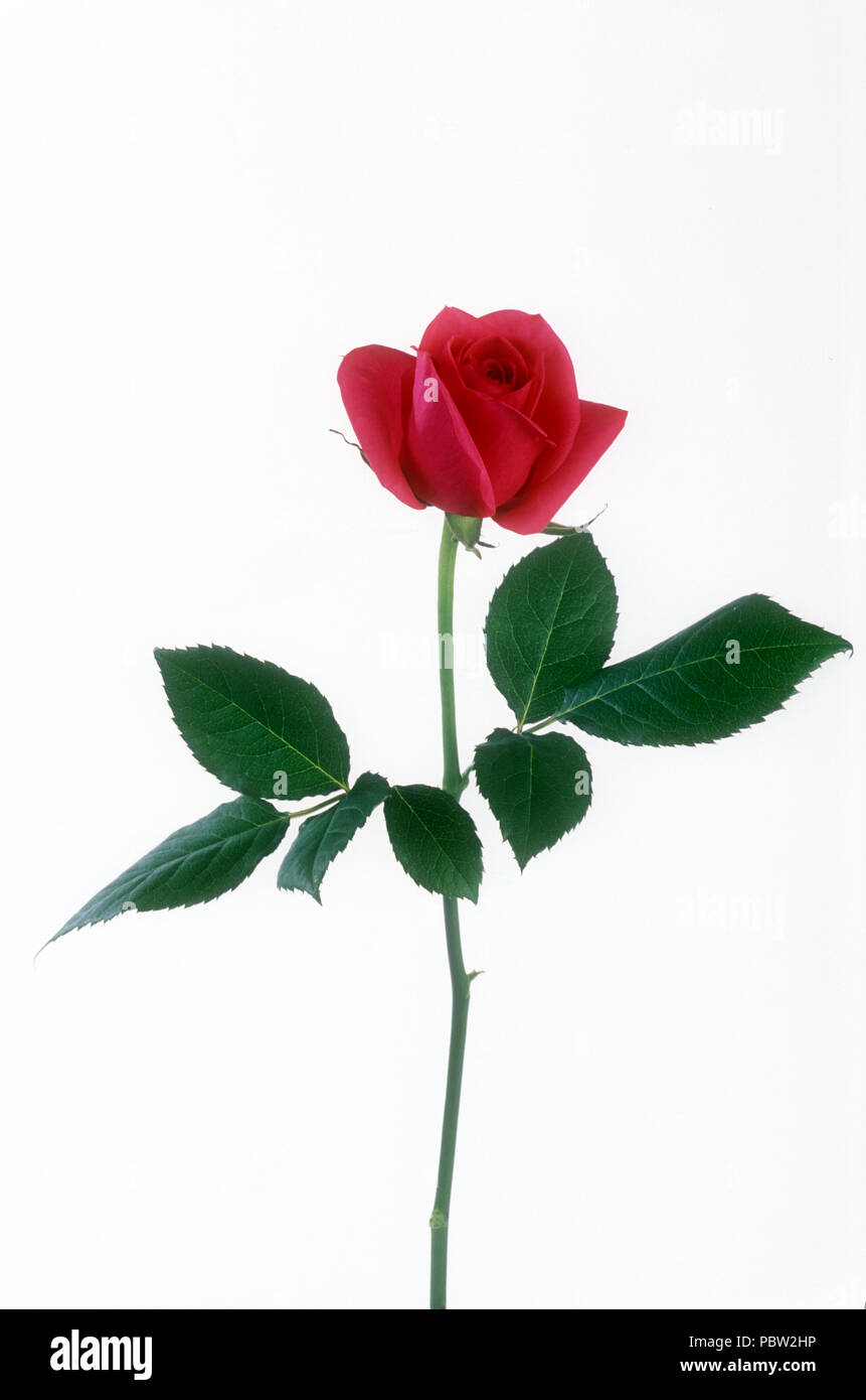 Rose rouge (Rosa) Banque D'Images