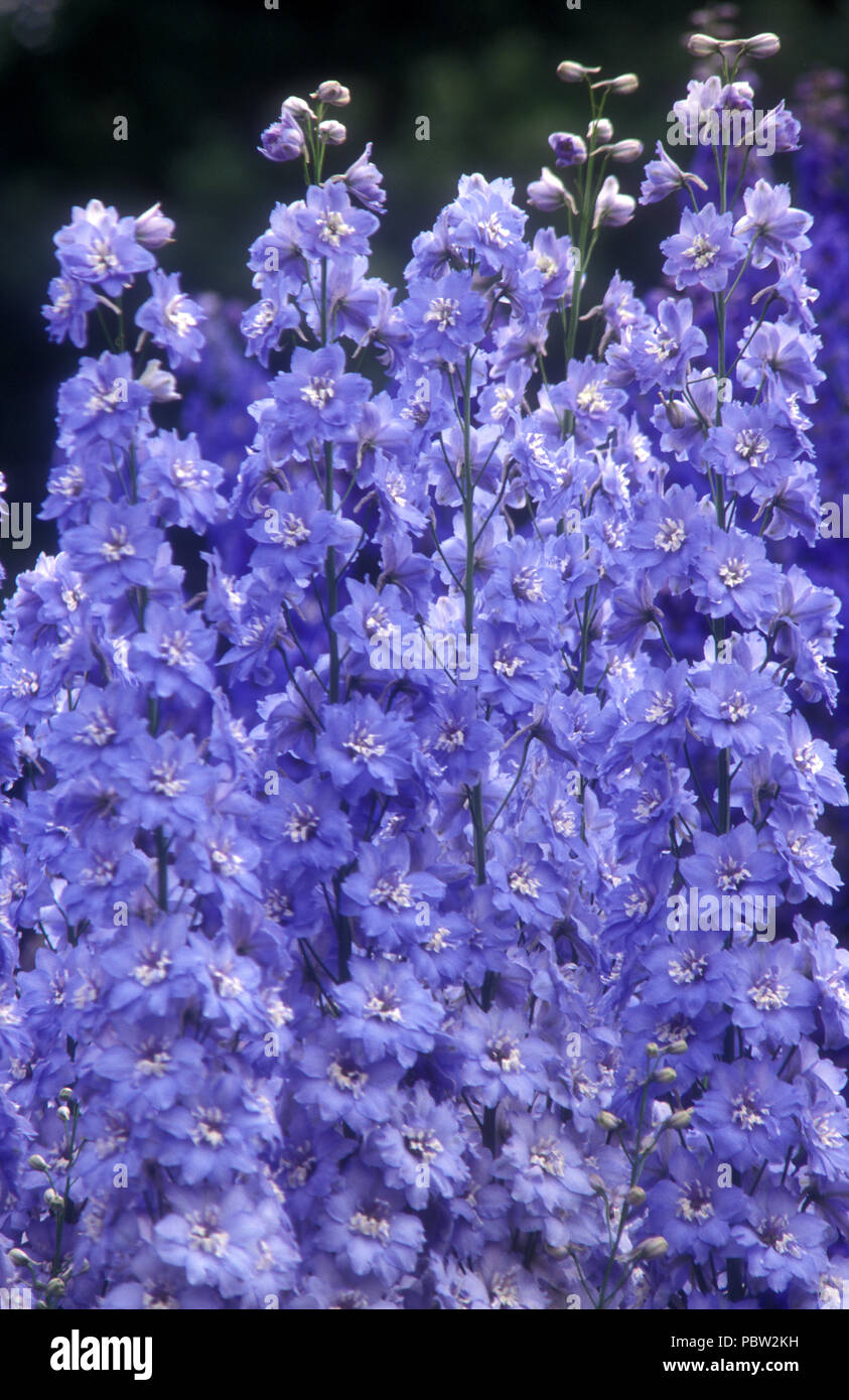 Beaux Delphiniums bleus 'Blue Lagoon', Australie Banque D'Images