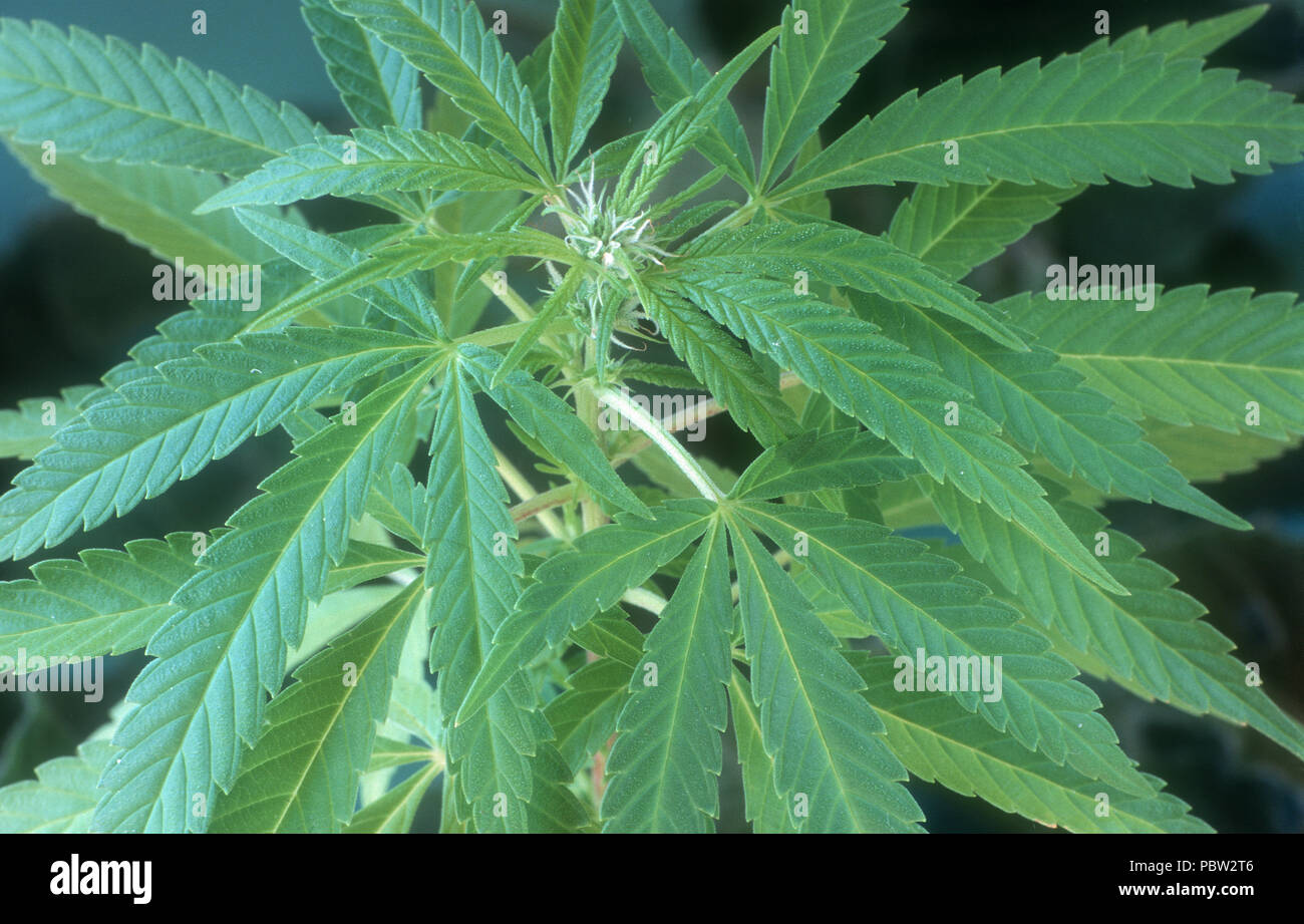 Le cannabis (Cannabis sativa) feuilles immatures, la pousse terminale Banque D'Images