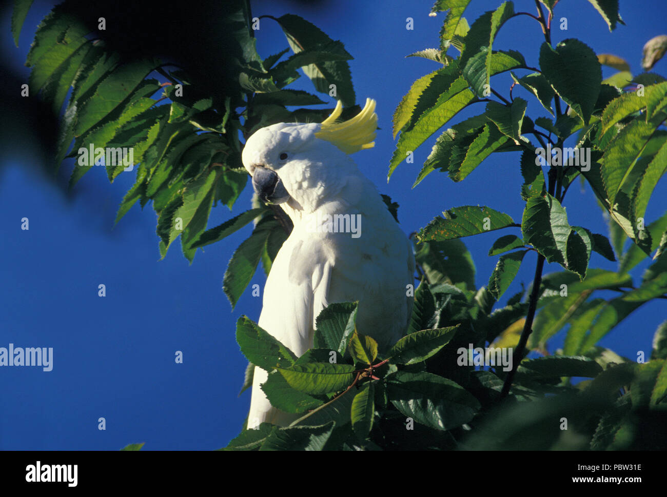 Un-SOUFRE cacatoès à huppe jaune (Cacatua galerita) dans un arbre dans le Royal Botanical Gardens, SYDNEY, NEW SOUTH WALES, AUSTRALIA Banque D'Images