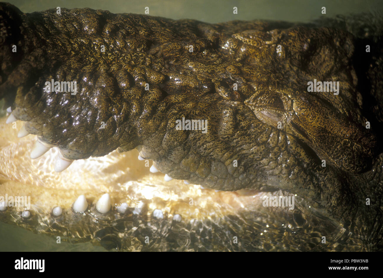 Gros plan DE LA TÊTE ET DE L'OS de la mâchoire de l'eau salée ou estuariens (CROCDYLUS CROCODILES POROSUS) CROCODILE PARK, Territoire du Nord, Australie. Banque D'Images