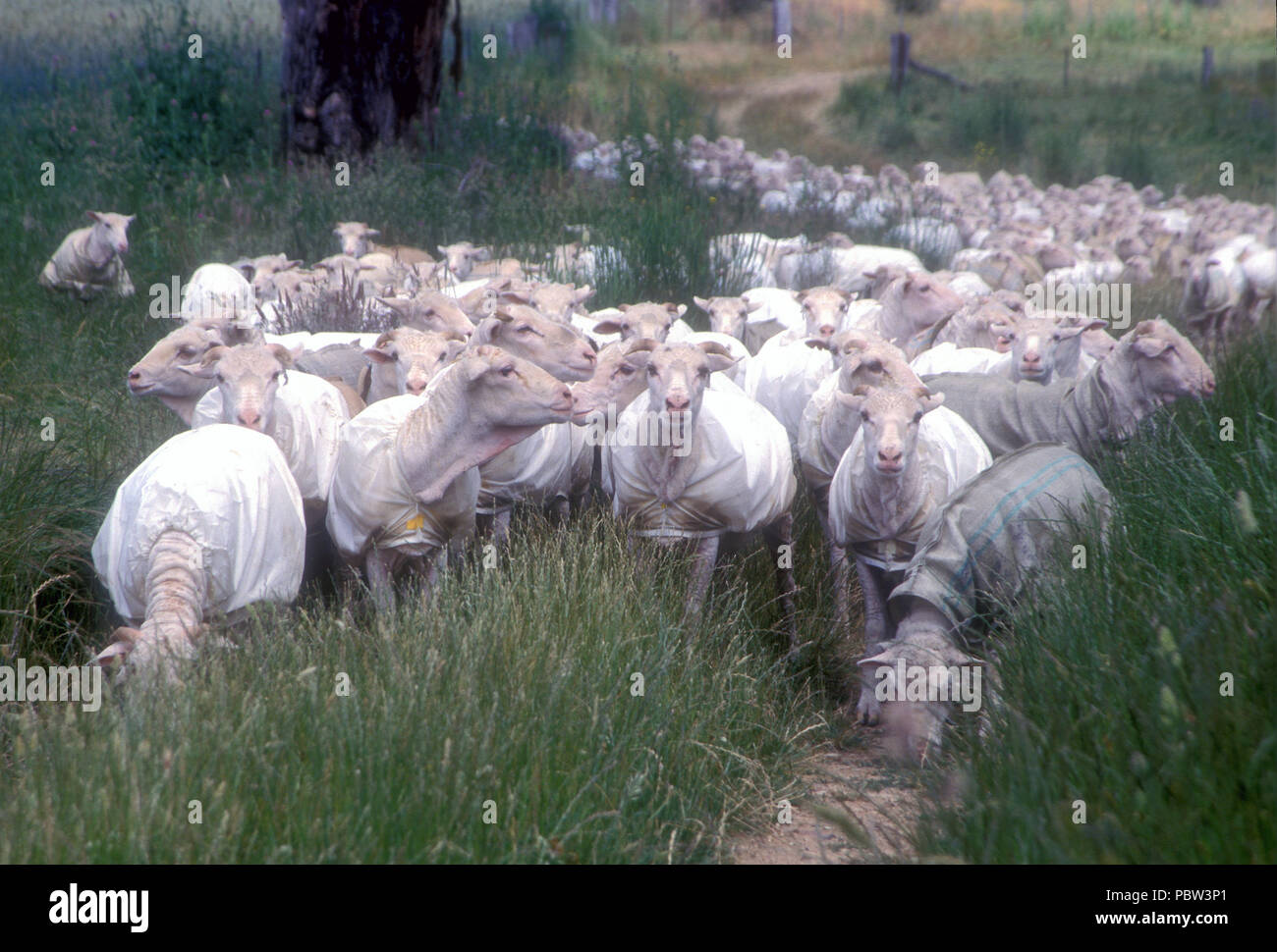 Moutons tondus portant des manteaux se déplaçant d'un enclos à l'autre, RURAL NOUVELLE GALLES DU SUD, AUSTRALIE. Banque D'Images
