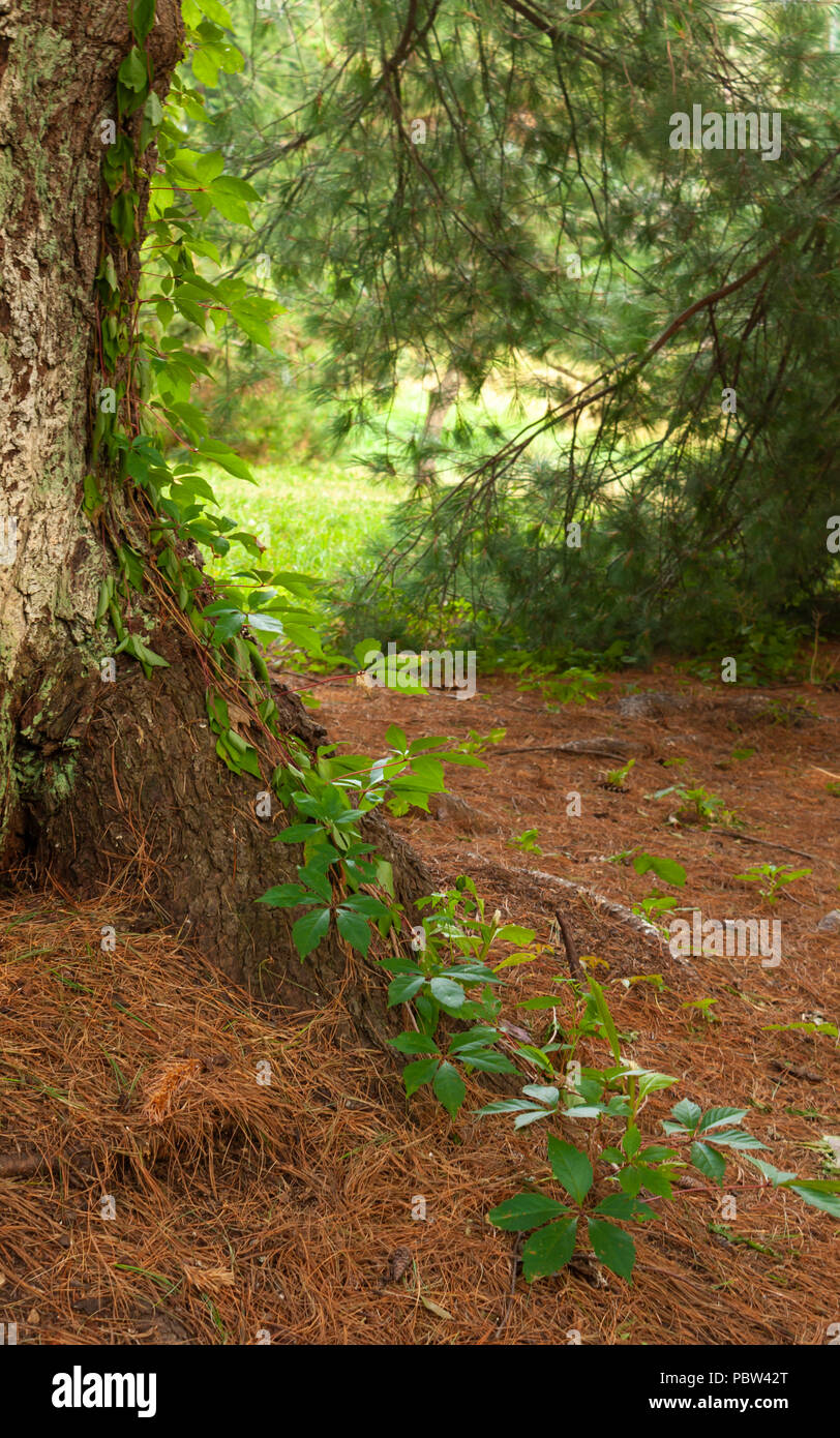 Vigne vierge (Parthenocissus quinquefolia) - escalade la viticulture sur le côté d'un pin. Arnold Arboretum, Boston, Massachusetts, USA Banque D'Images