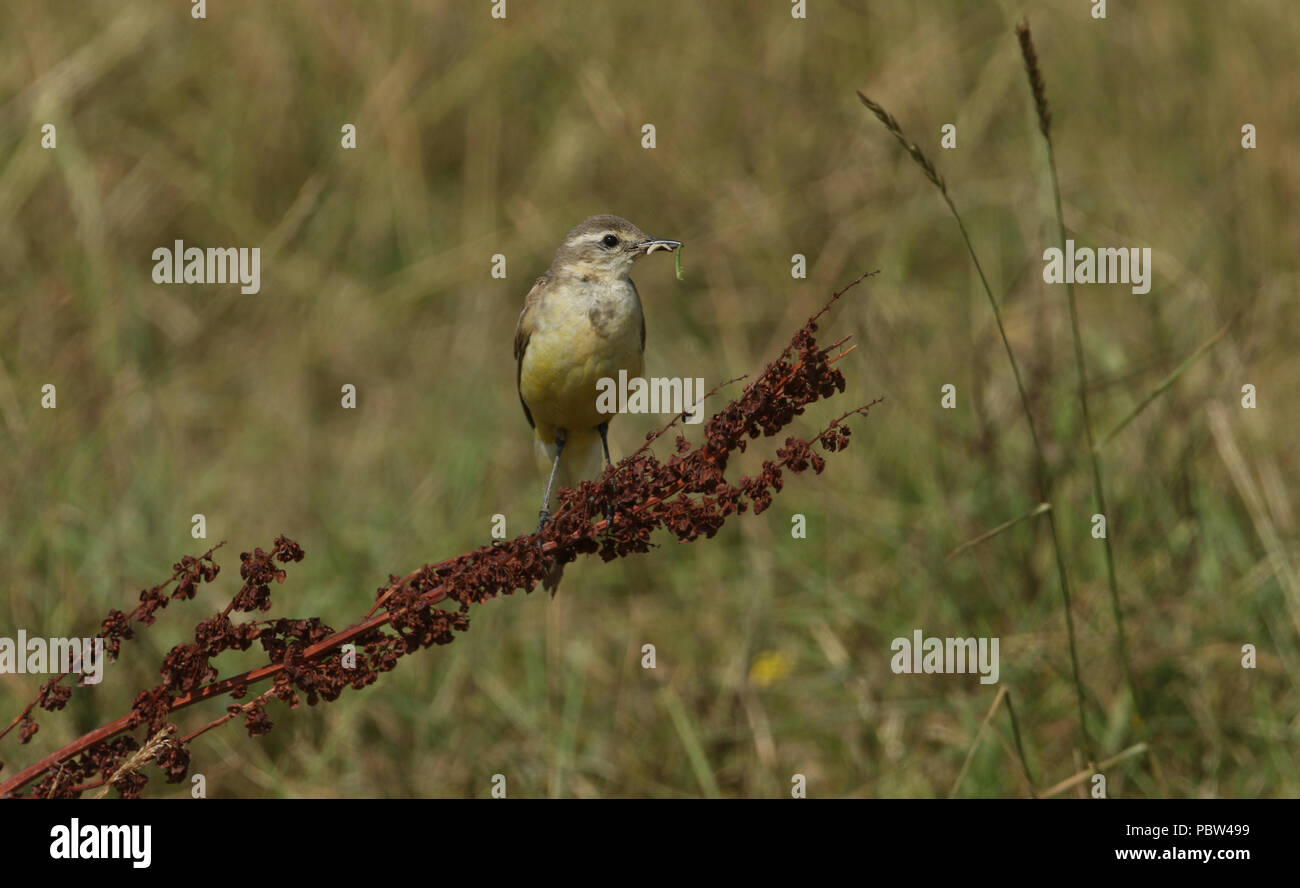 Une jolie femme la bergeronnette printanière (Motacilla flava) perché sur une plante à grandes feuilles doc avec un bec plein d'insectes pour ses bébés qui sont dans un nid sur Banque D'Images