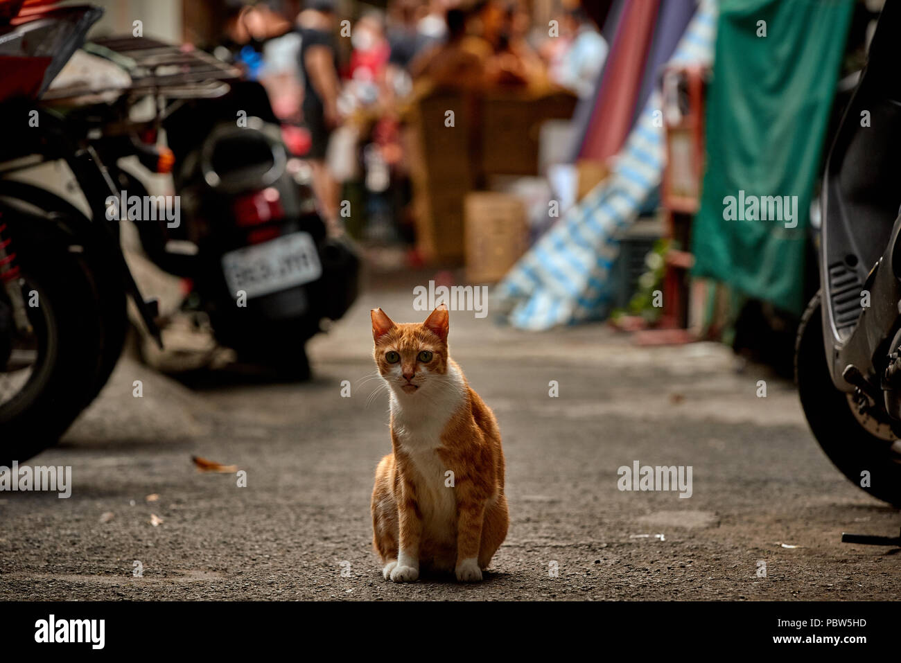 Chat gratuit malades assis sur la route avec asian Street Market se tient sur l'arrière-plan Banque D'Images