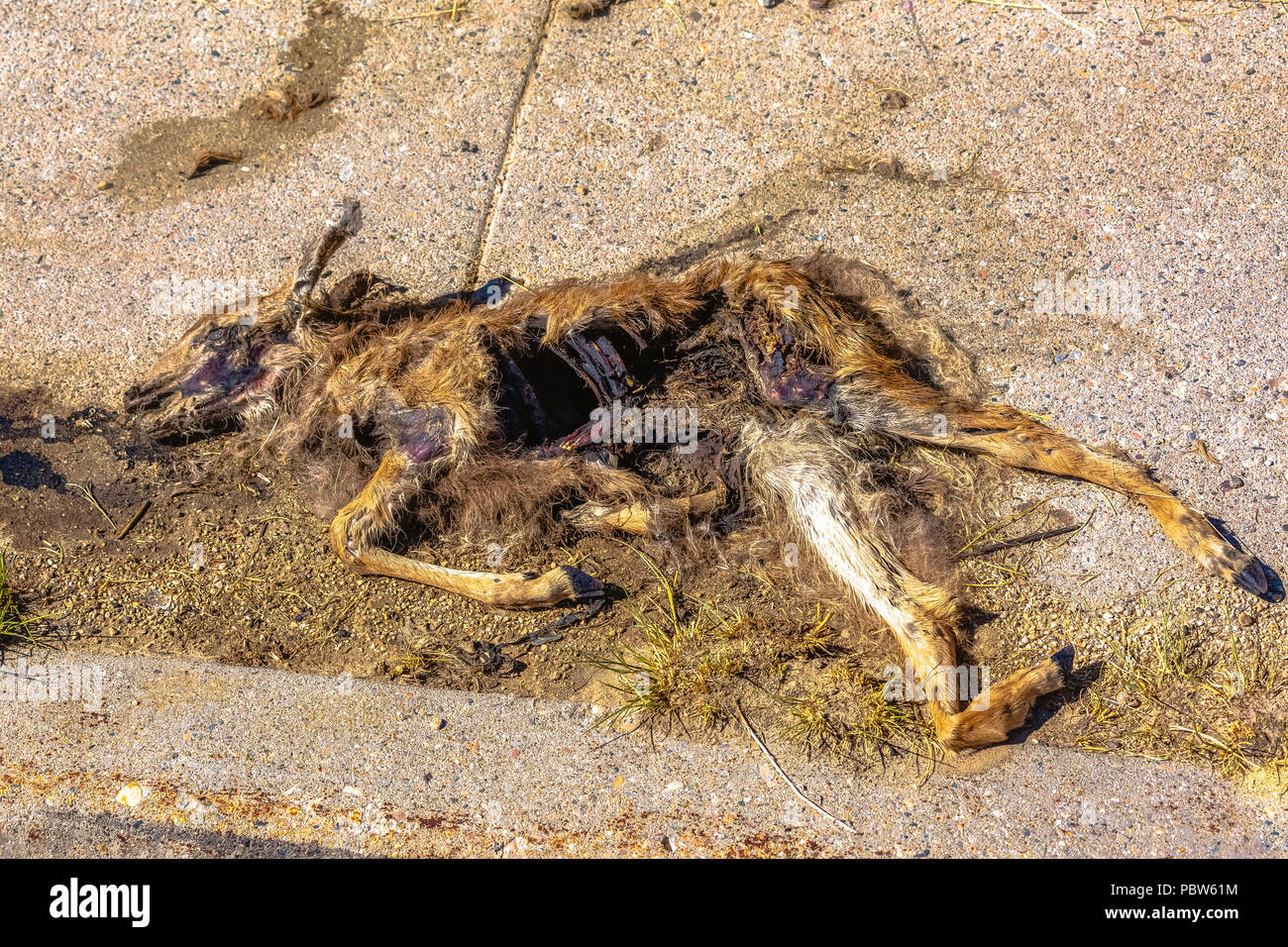 Les jeunes morts fauve on sidewalk Banque D'Images
