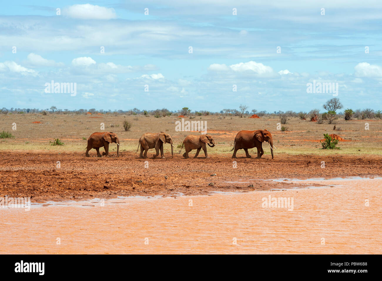 Éléphant dans l'eau. Parc national du Kenya, Afrique Banque D'Images