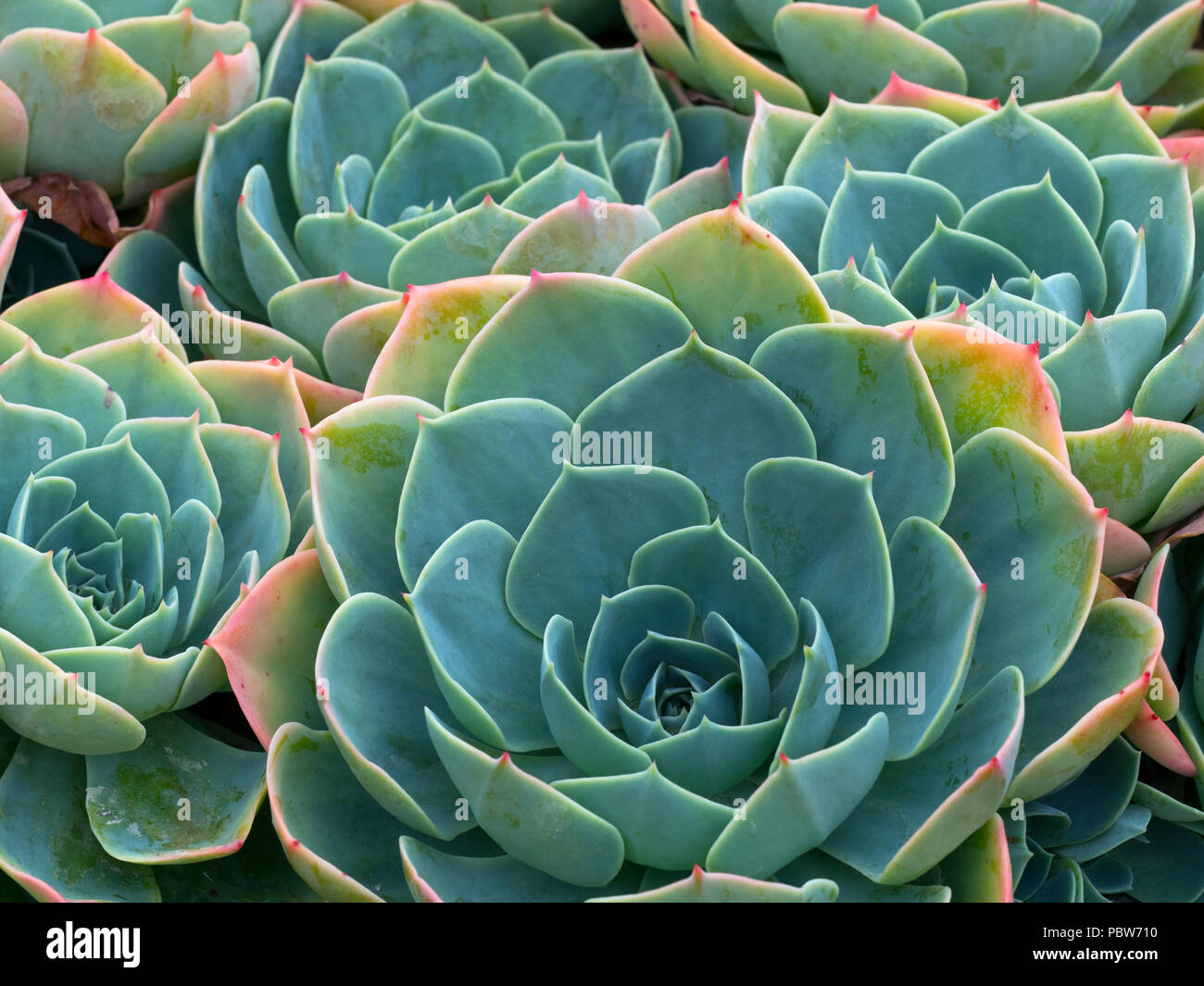 Vieilles poules et des poussins, poules et poussins, Bleu, Echeveria Echeveria glauques en fleur Banque D'Images