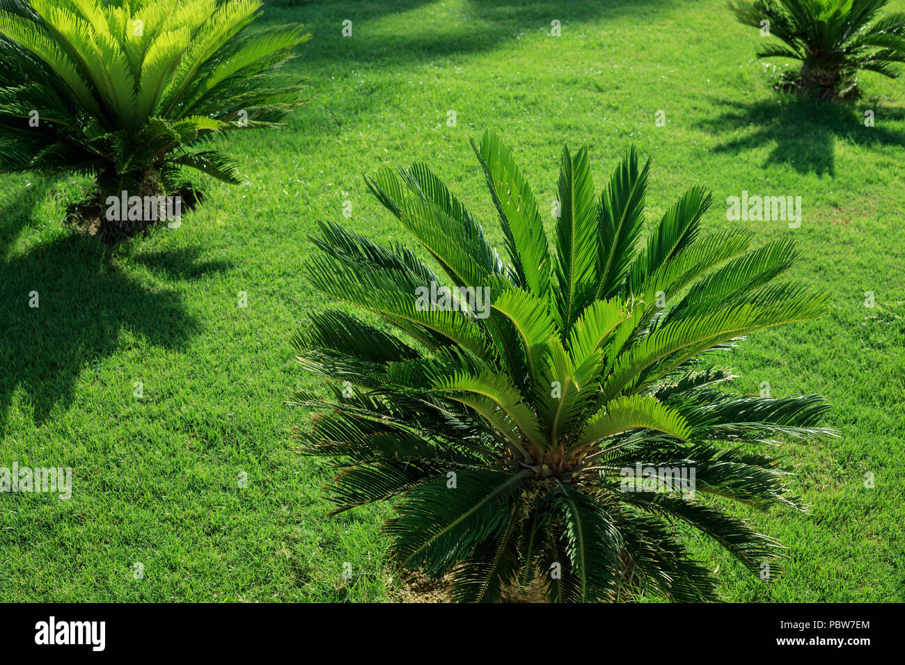 Pelouse verte et de palmiers sagou. Arrière-plan de l'été Tropical. Cycas exotiques et de l'herbe en plein soleil. Banque D'Images