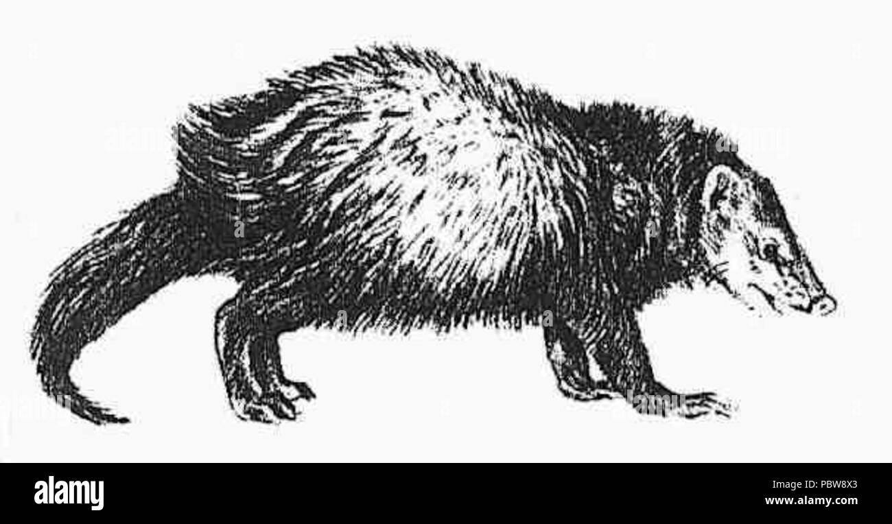 147 Crossarchus obscurus Banque D'Images