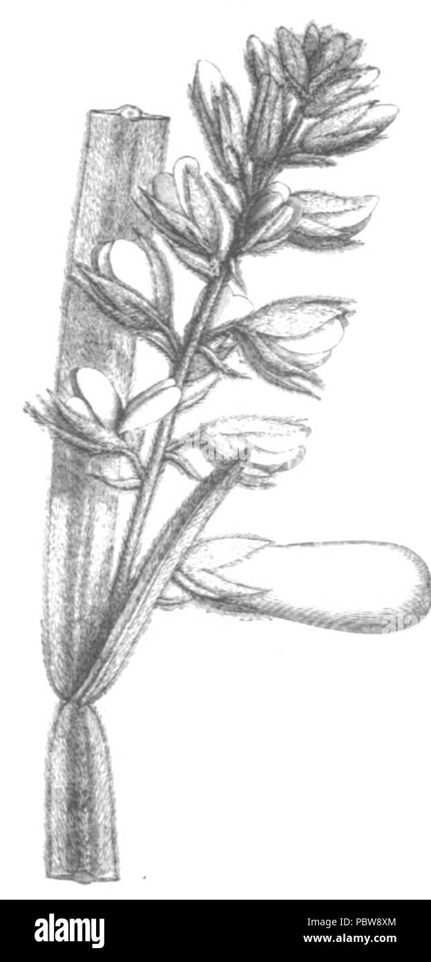 147 Crotalaria pilosa Taub108a Banque D'Images