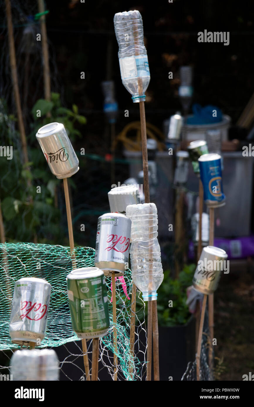 Les bouteilles en plastique et bidons utilisés sur un allotissement à couvrir les cannes de bambou pour éviter les accidents. Angleterre, Royaume-Uni Banque D'Images