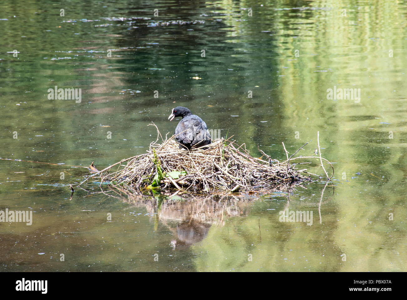 Foulque assis sur son nid sur l'étang Banque D'Images