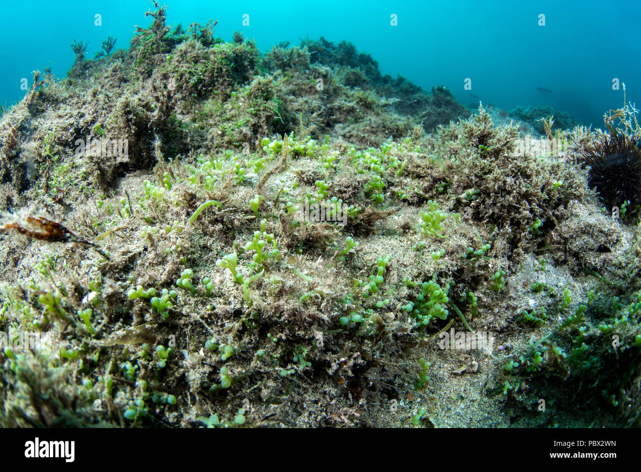 Les algues envahissantes Caulerpa tropicales (cylindracea) ex (Caulerpa racemosa) dans l'aire marine protégée de l'Agathois littoral, Hérault, France Banque D'Images