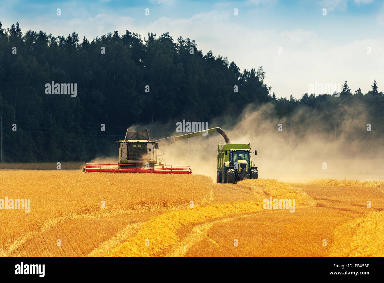 La récolte des cultures - moissonneuse batteuse grains chargement dans une remorque de tracteur sur le terrain Banque D'Images