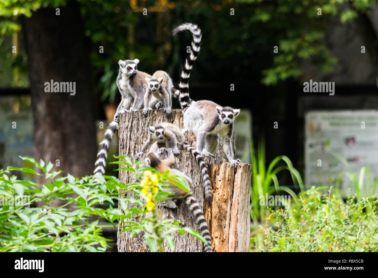 Happy Family de lémuriens. Banque D'Images