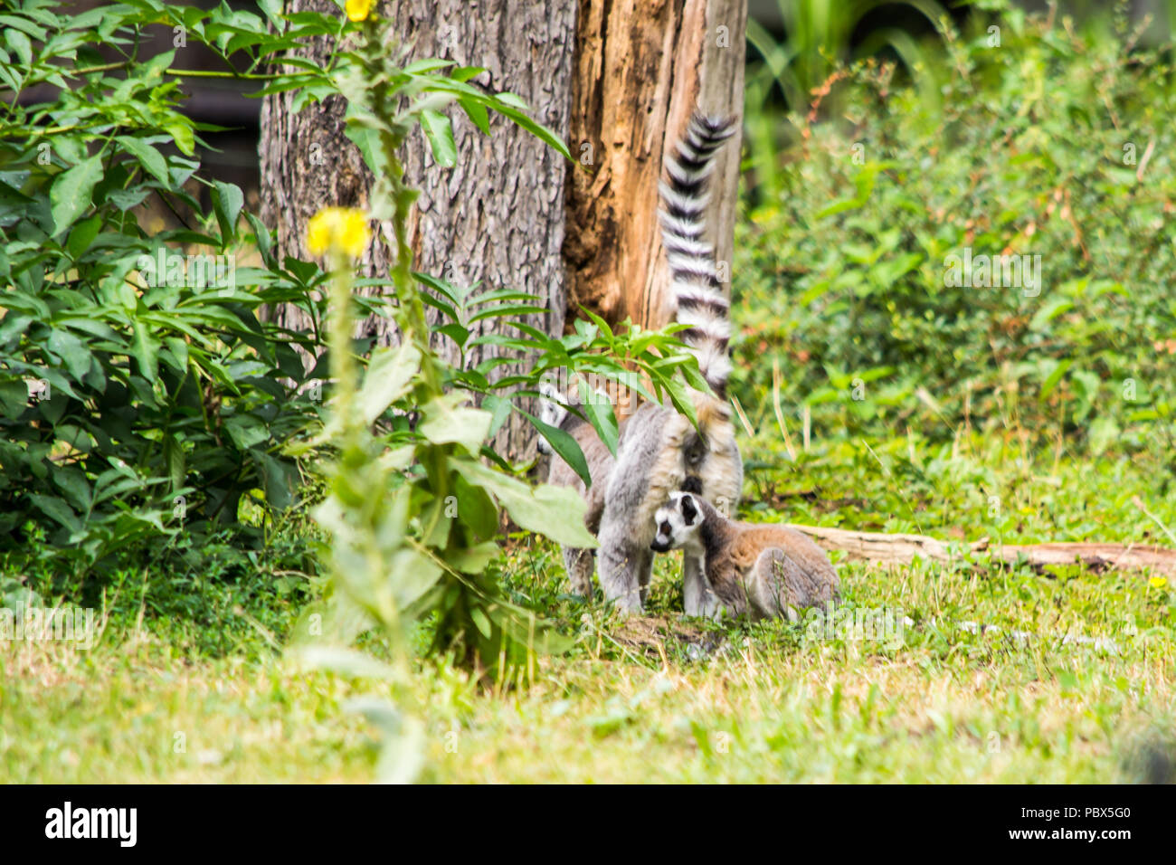 Happy Family de lémuriens. Banque D'Images