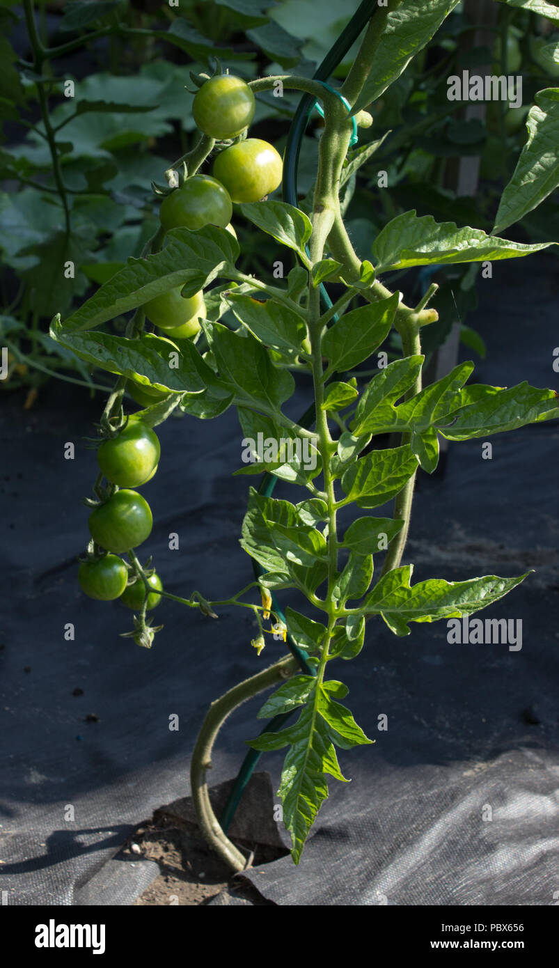 De plus en plus les tomates vertes dans le jardin sous le soleil. Ils sont joints à l'appui. Le sous-sol est un tissu spécial. Banque D'Images