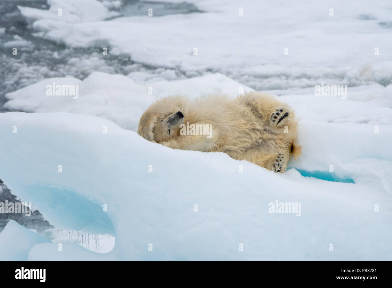 L'ours polaire (Ursus maritimus) rouler sur la glace près de Svalbard, Norvège. Banque D'Images