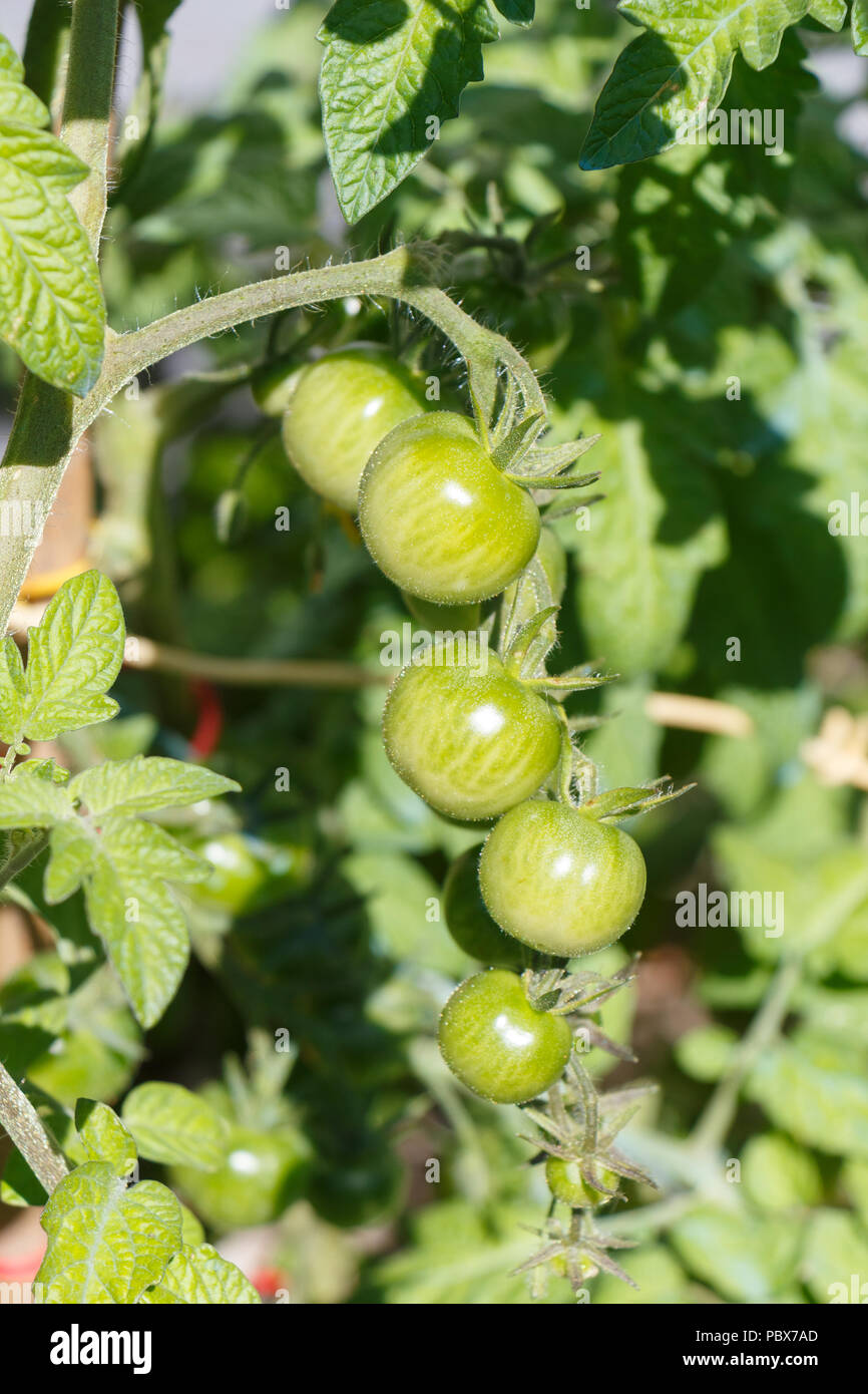 Le mûrissement des tomates cerises vertes dans un verger en été Banque D'Images