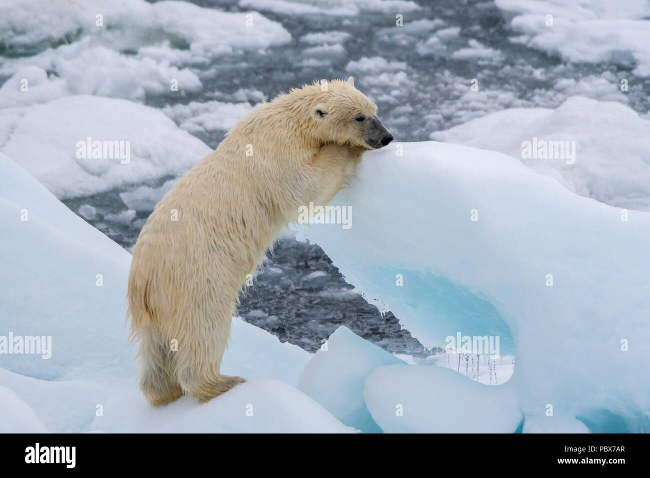 L'ours polaire (Ursus maritimus) s'appuyant sur bloc de glace flottant près de Svalbard, Norvège. Banque D'Images