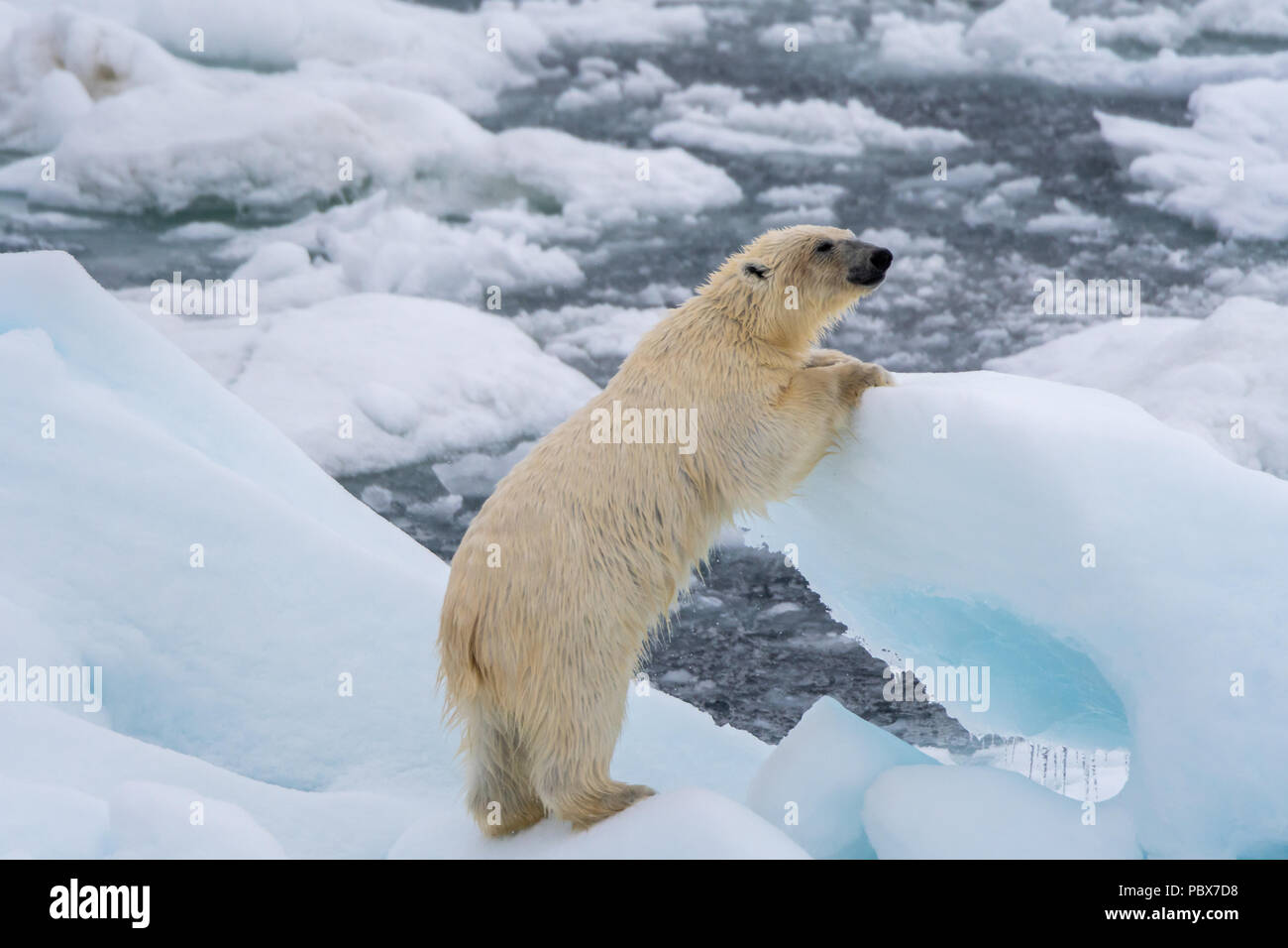L'ours polaire (Ursus maritimus) s'appuyant sur bloc de glace flottant près de Svalbard, Norvège. Banque D'Images