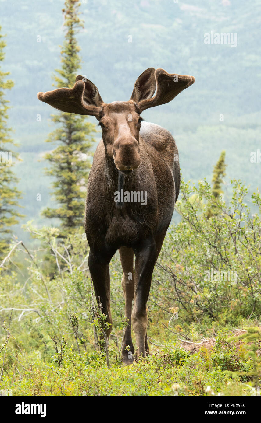 Bull Moose, l'été, les bois de velours, Alaska Banque D'Images