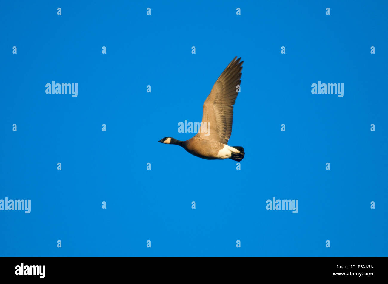 Canada Goose en vol, William Finley National Wildlife Refuge, Oregon Banque D'Images