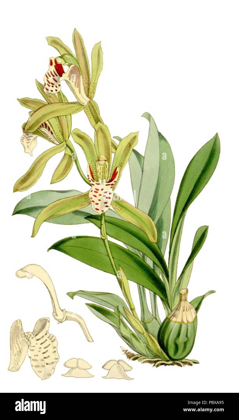 149 Cymbidium tigrinum nettoyer Banque D'Images