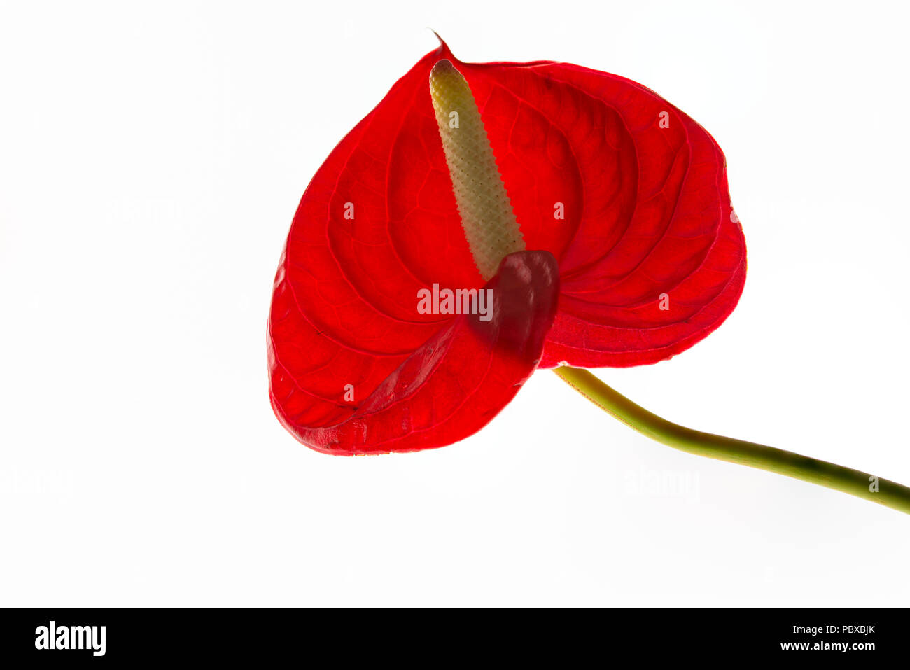 Anthurium rouge sur fond blanc Banque D'Images