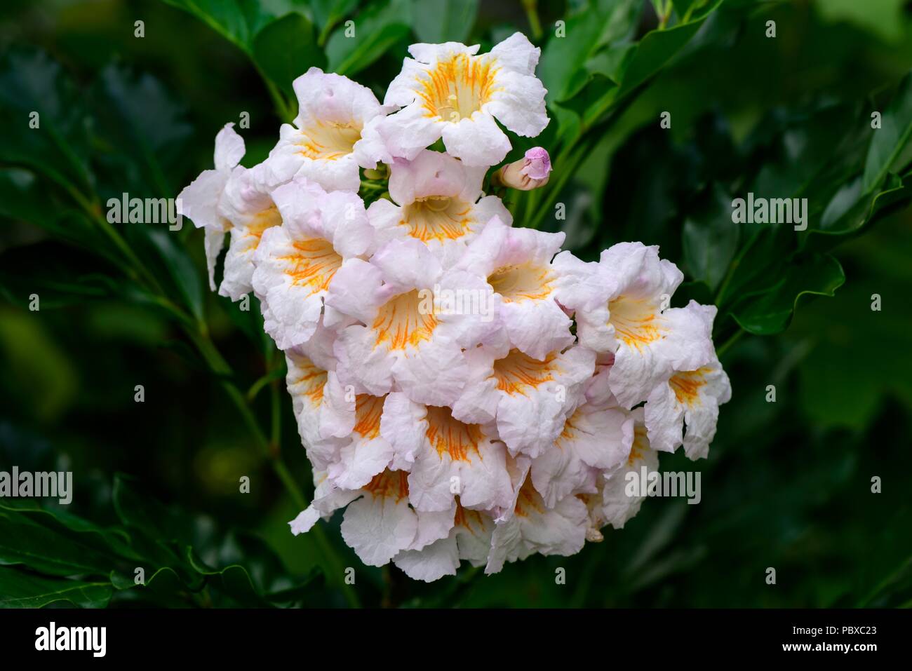 China Doll fleur ou radermachera sinica , une fleur en forme de trompette Banque D'Images