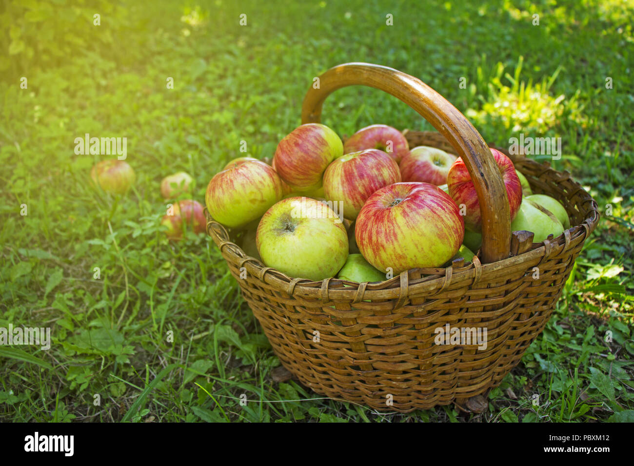 Les pommes fraîchement cueillies dans le panier en bois on Green grass Banque D'Images