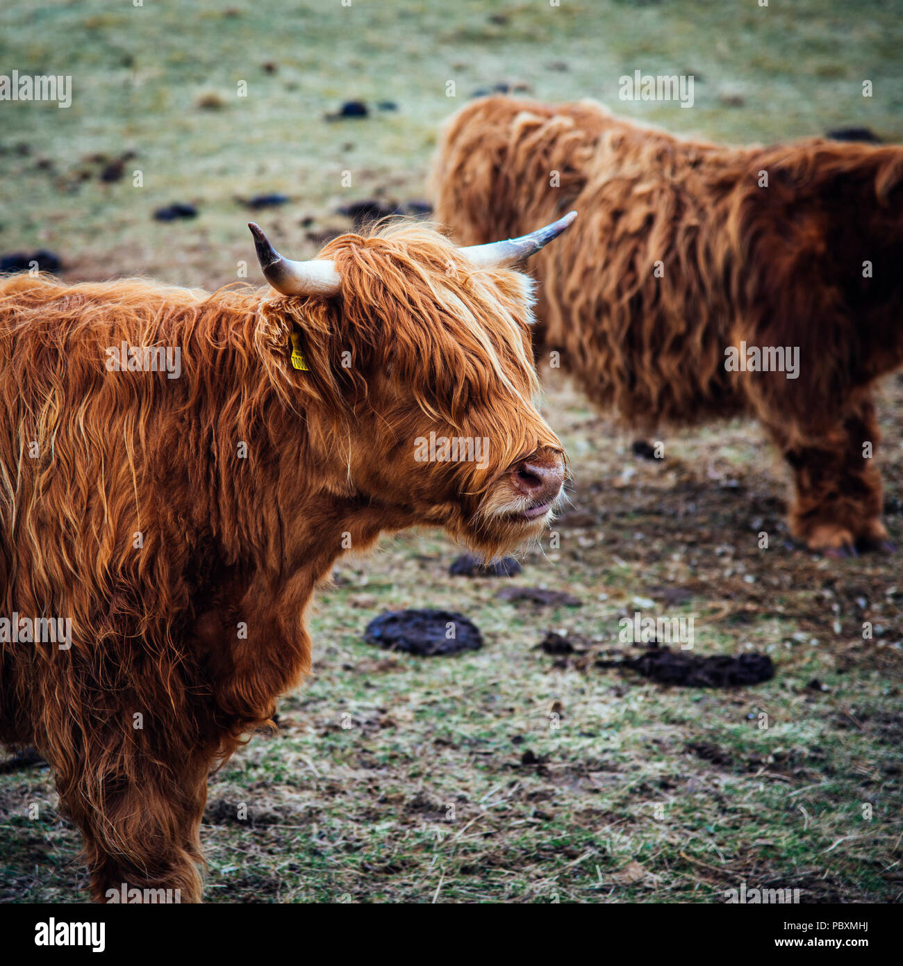 Vache Highland, Isle of Harris, Scotland, UK, Europe Banque D'Images