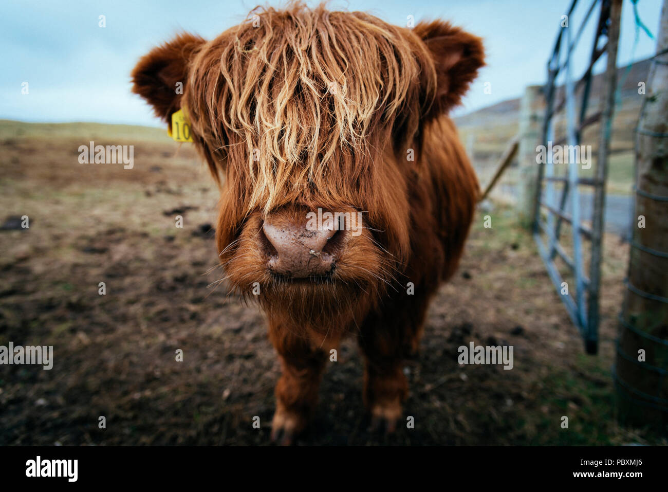 Vache Highland, Isle of Harris, Scotland, UK, Europe Banque D'Images