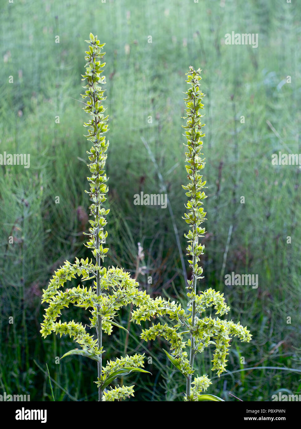 Orchidées sauvages allé à la graine. Epipactis. Banque D'Images