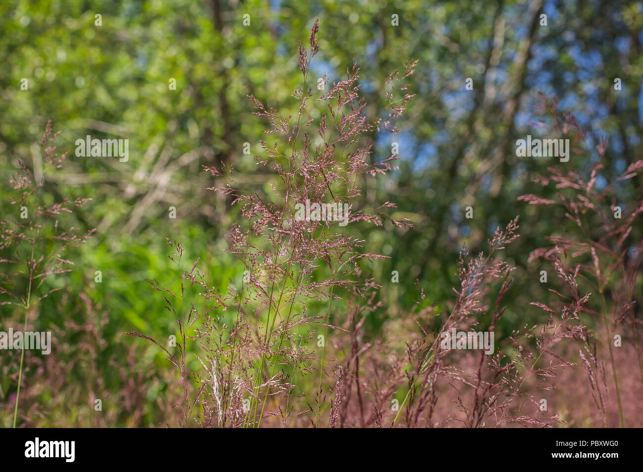 Fleurs d'épillets d'Agrostis capillaris Banque D'Images