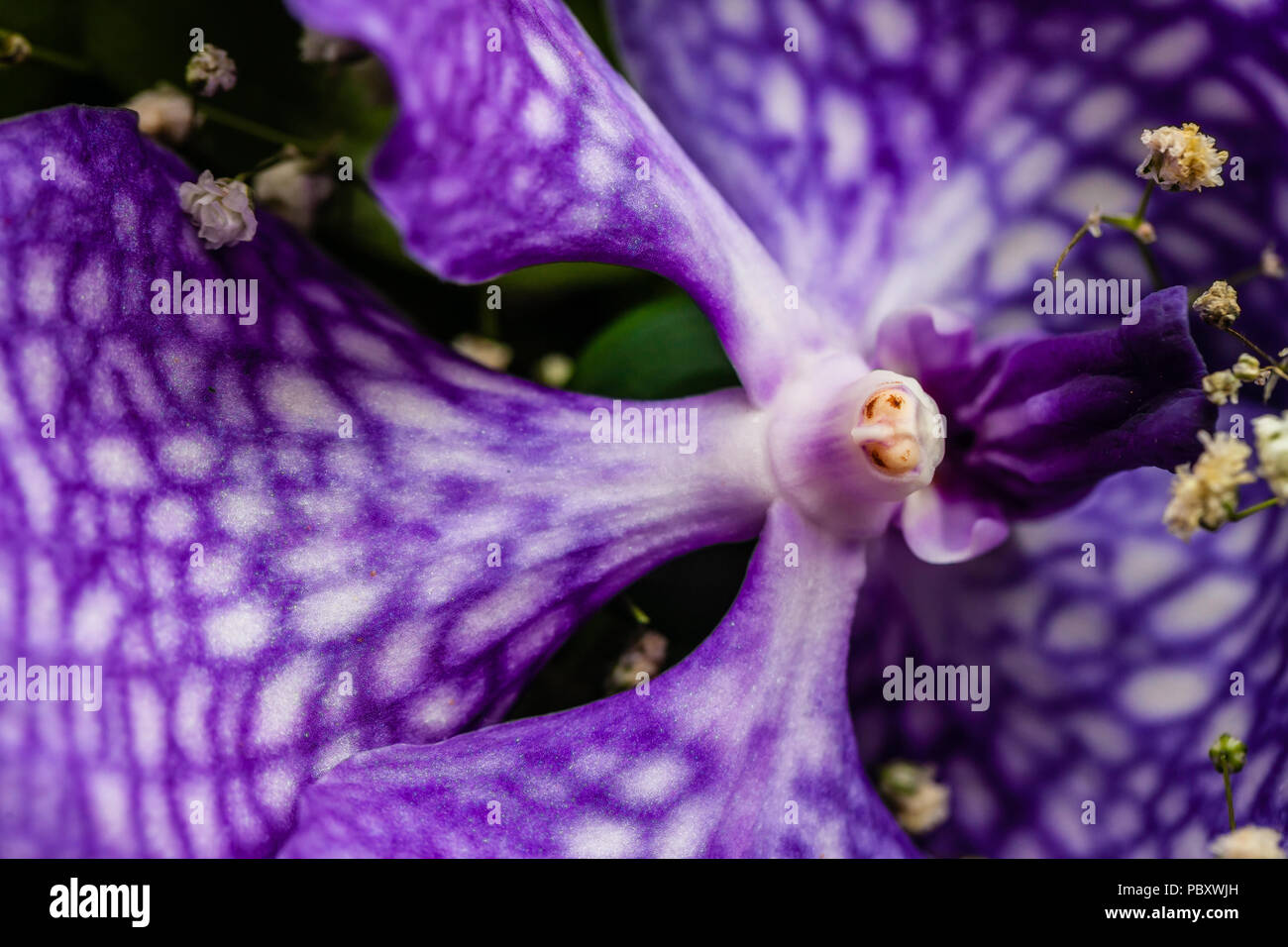 Orchid closeup macro shot comme Banque D'Images Orchid closeup macro shot comme Banque D'Images