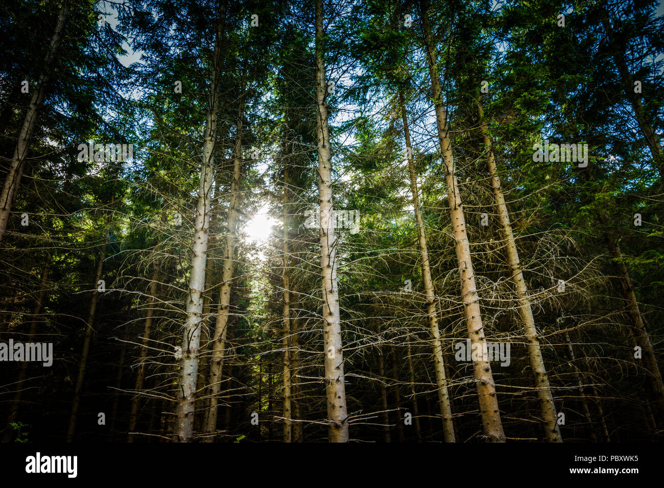 Une promenade à travers les bois, Isterdalen vallée, la Norvège. Banque D'Images