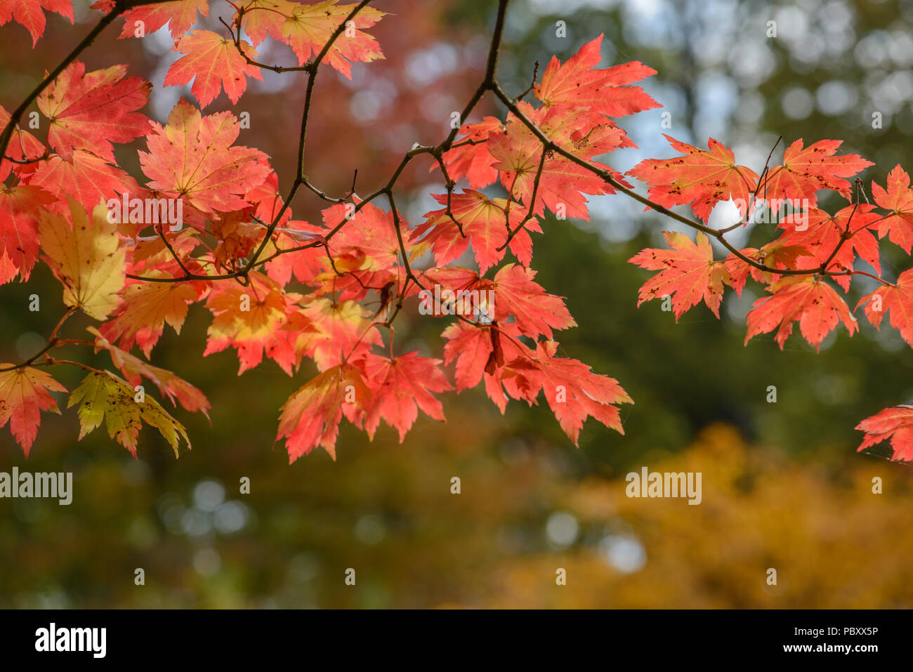 Acer japonicum Banque D'Images