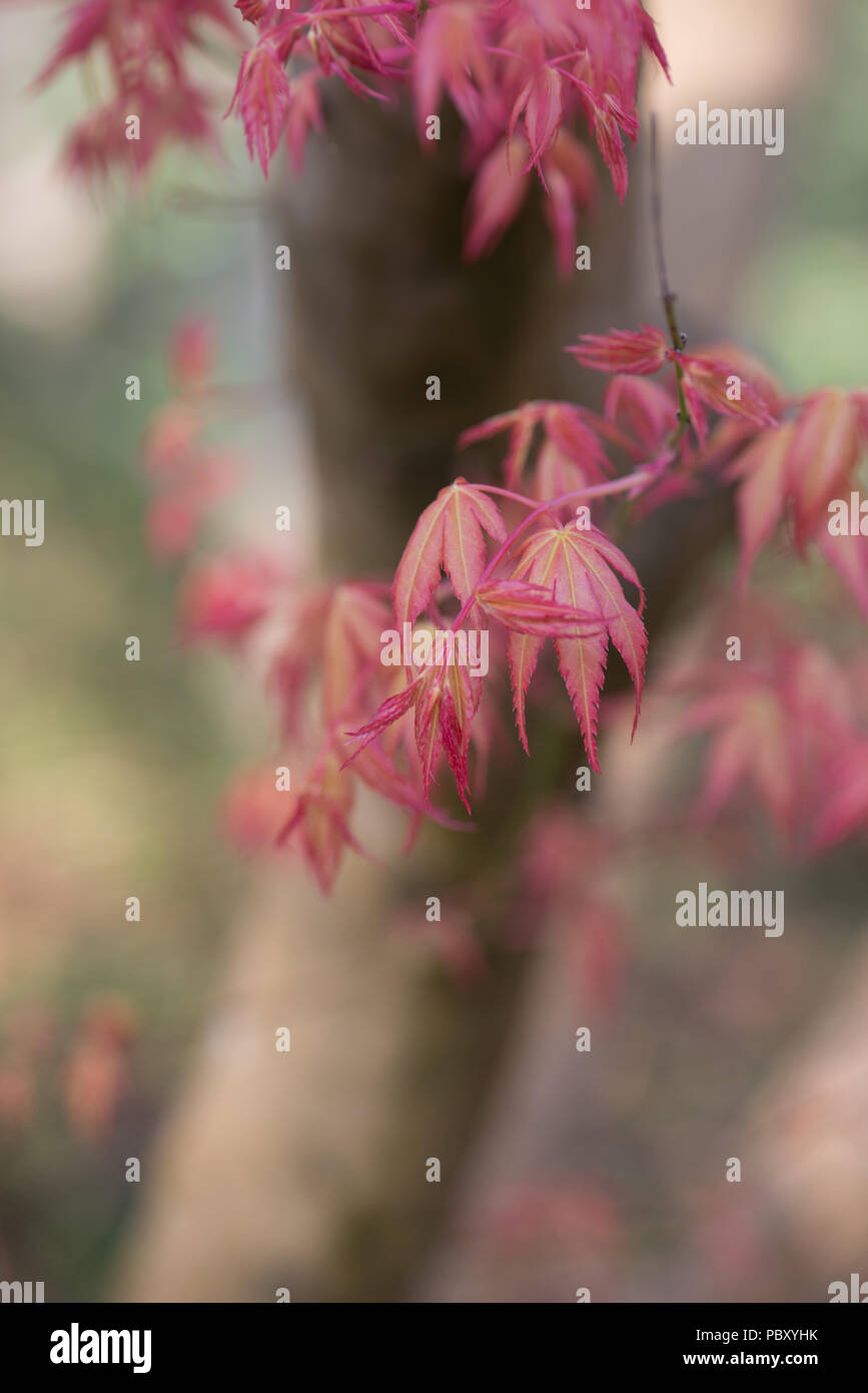 Acer palmatum Katsura Banque D'Images