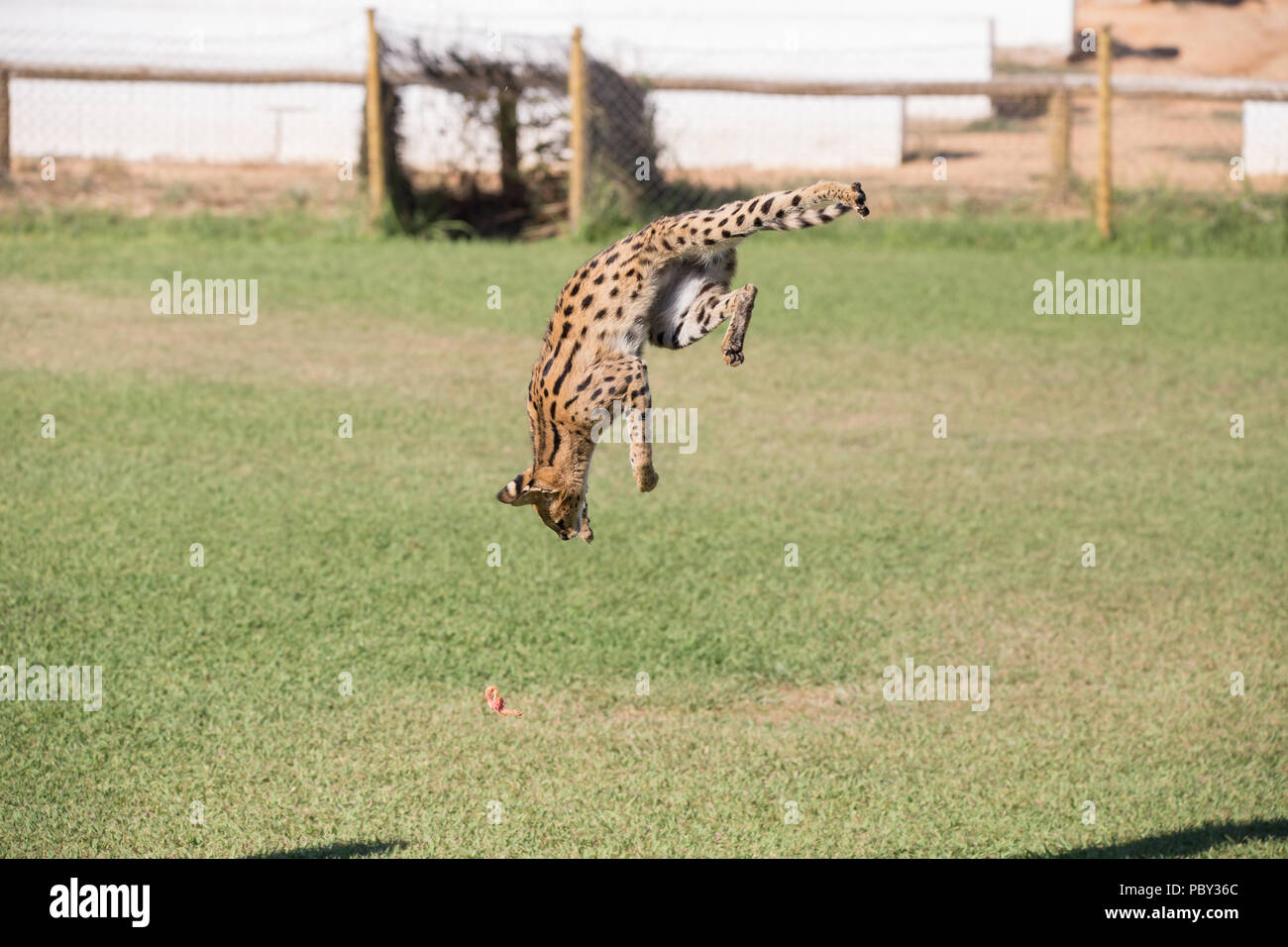 Serval, animal félin sautant dans une zone haute herbe chasse ses proies. Banque D'Images